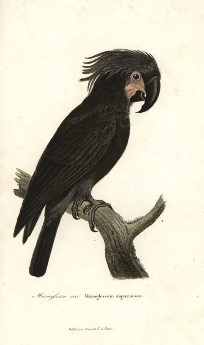 Framed Print : Palm cockatoo, Probosciger aterrimus Framed Print : Palm cockatoo, Probosciger aterrimus