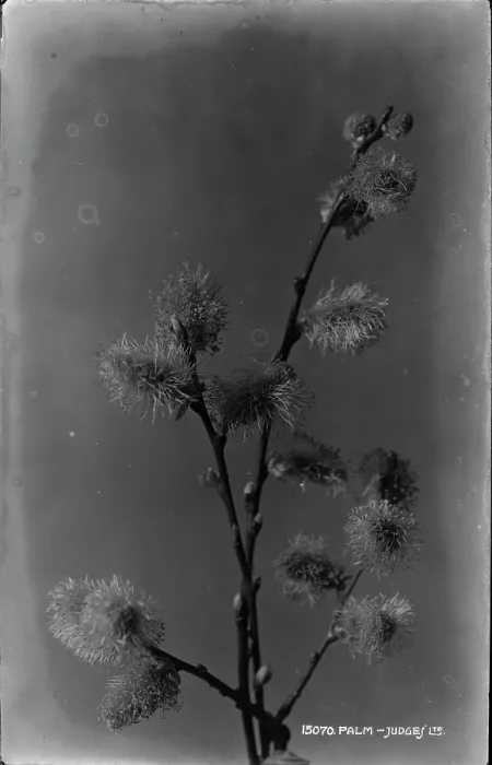 Framed Print : Palm Flowering Branch Framed Print : Palm Flowering Branch