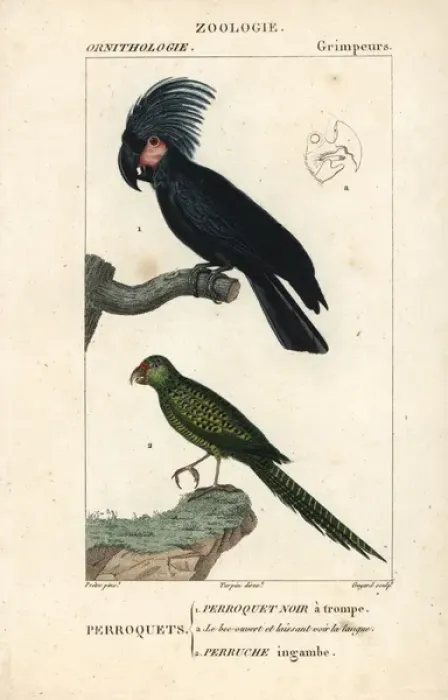Framed Print : Palm or goliath cockatoo, Probosciger aterrimus