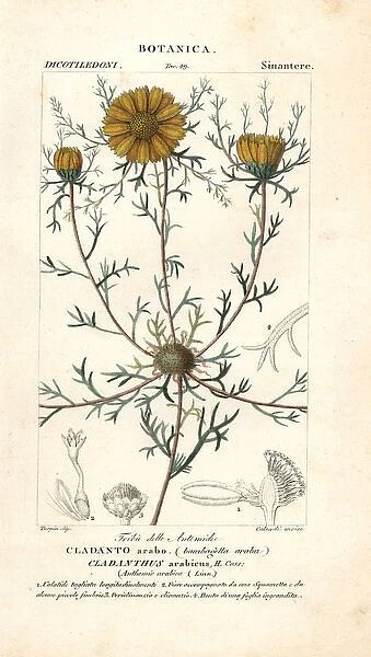 Palm Springs daisy, Cladanthus arabicus