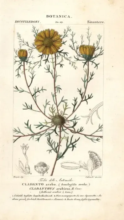Framed Print : Palm Springs daisy, Cladanthus arabicus Framed Print : Palm Springs daisy, Cladanthus arabicus