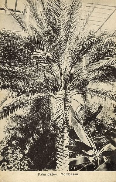Palm Tree - Dates - Mombassa, Kenya
