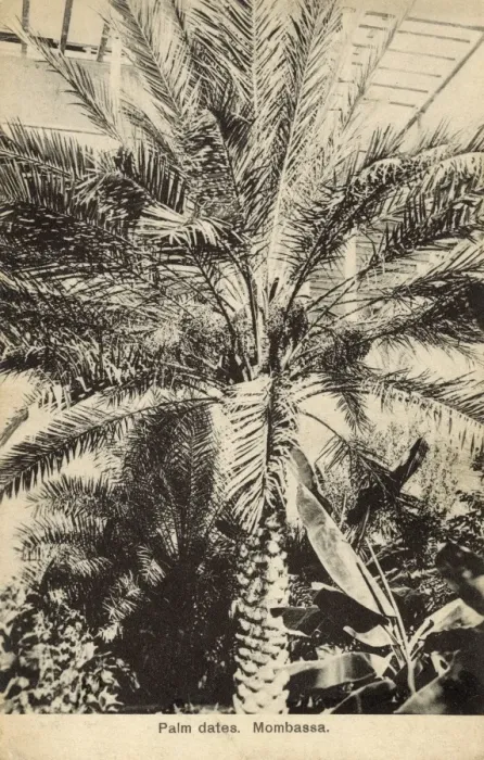 Framed Print : Palm Tree - Dates - Mombassa, Kenya Framed Print : Palm Tree - Dates - Mombassa, Kenya
