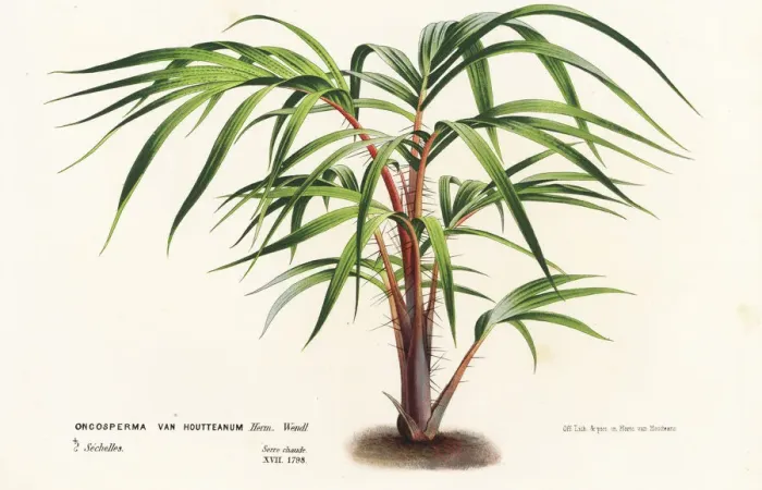 Framed Print : Palm tree, Nephrosperma vanhoutteanum Framed Print : Palm tree, Nephrosperma vanhoutteanum