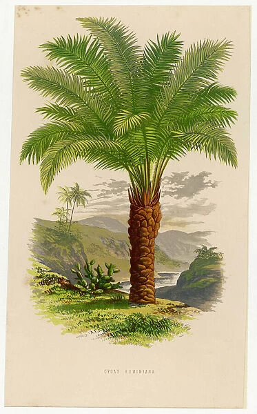Palm Tree Sago 19C. Palm tree (sago): Cycas Ruminiana. Date: 19th century