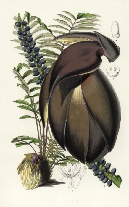 Framed Print : Palm tree, Wallichia oblongifolia Framed Print : Palm tree, Wallichia oblongifolia