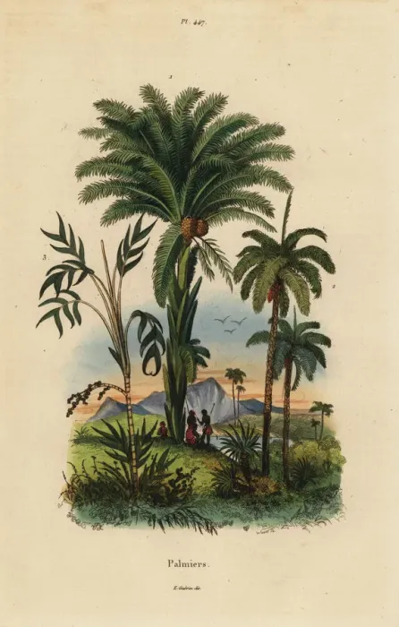 Framed Print : Palm trees Framed Print : Palm trees