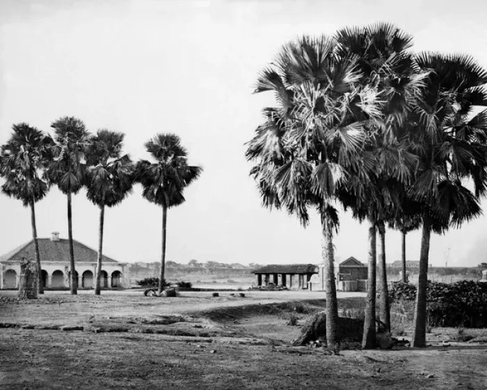 Framed Print : Palm trees, Benares (Varanasi), Uttar Pradesh, India Framed Print : Palm trees, Benares (Varanasi), Uttar Pradesh, India