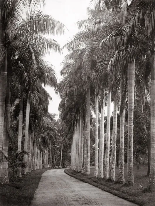 Framed Print : Palm trees, Botanical Gardens, Ceylon (Sri Lanka) Framed Print : Palm trees, Botanical Gardens, Ceylon (Sri Lanka)