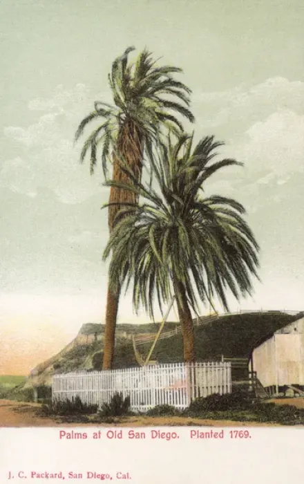 Framed Print : Palm trees at Old San Diego, California, USA Framed Print : Palm trees at Old San Diego, California, USA