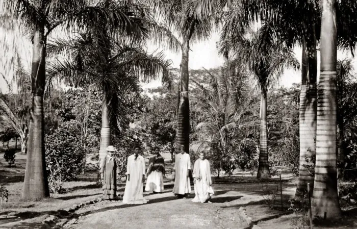 Framed Print : Palm Trees, Queen Hospital Hawaii, c 1890 Framed Print : Palm Trees, Queen Hospital Hawaii, c 1890