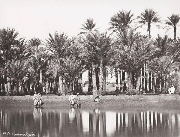 Palm trees along the River Nile, Giza, Egypt