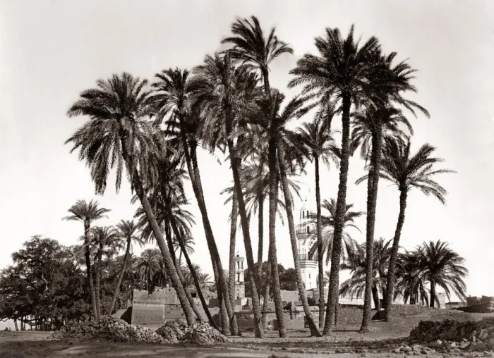 Framed Print : Palm trees of Sheik Abaddeh, Antinopolis, Egypt Framed Print : Palm trees of Sheik Abaddeh, Antinopolis, Egypt