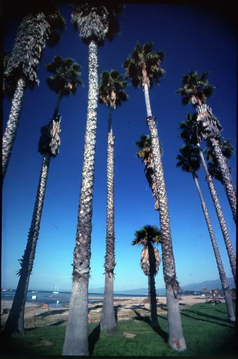 Framed Print : Palm Trees venice Beach Los Angeles California Framed Print : Palm Trees venice Beach Los Angeles California