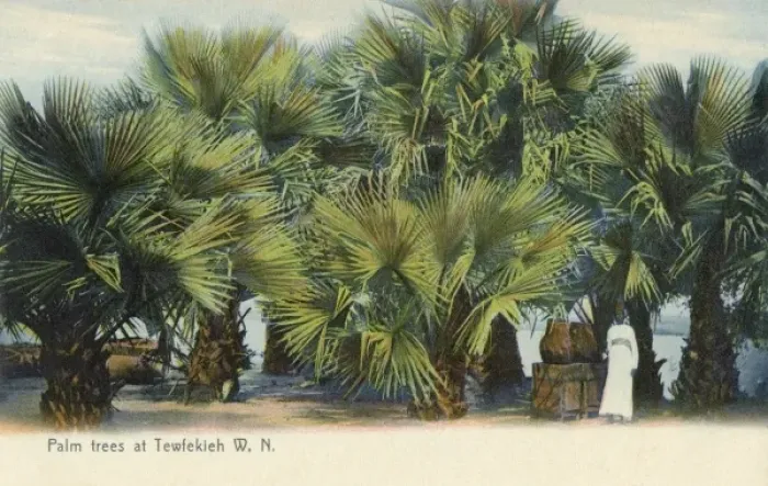 Framed Print : Palm Trees and the White Nile at Tewfekieh, Sudan Framed Print : Palm Trees and the White Nile at Tewfekieh, Sudan