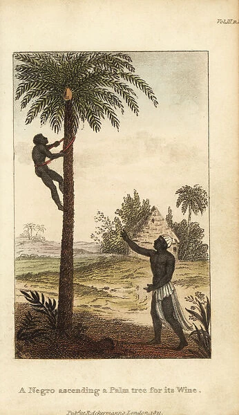 Palm-wine tapper climbing a palm tree, Senegambia