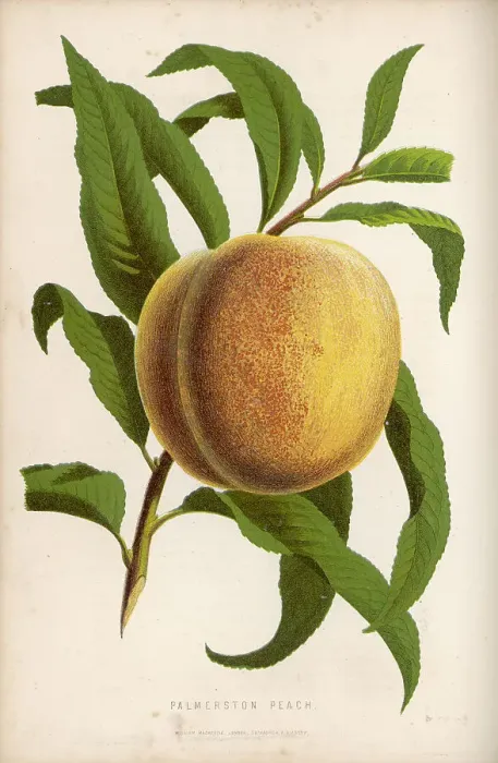 Framed Print : Palmerston Peach Framed Print : Palmerston Peach