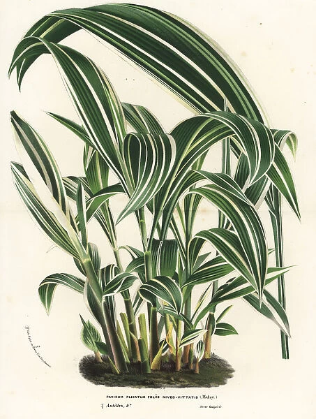 Palmgrass, Setaria palmifolia