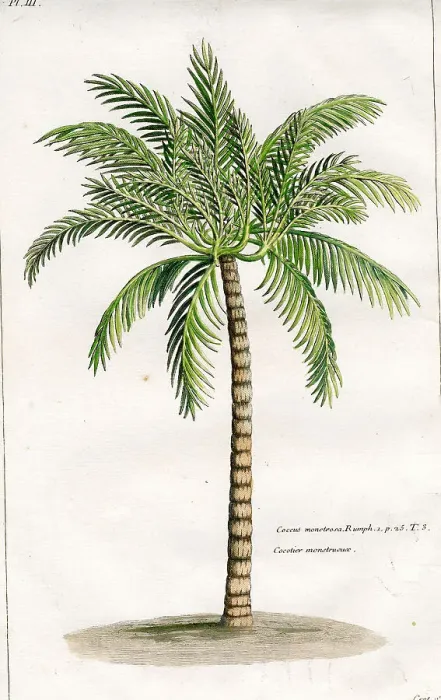 Framed Print : Palms Framed Print : Palms