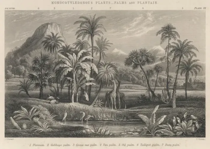 Framed Print : Palms and Plantains Framed Print : Palms and Plantains
