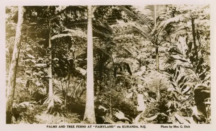 Framed Print : Palms and Tree Ferns - Kuranda, North Queensland Framed Print : Palms and Tree Ferns - Kuranda, North Queensland