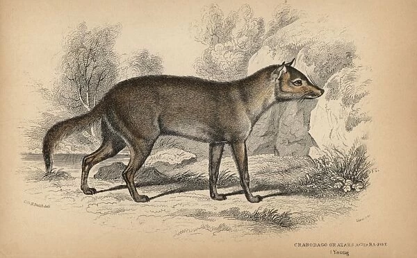 Pampas or Azaras fox, Lycalopex gymnocercus