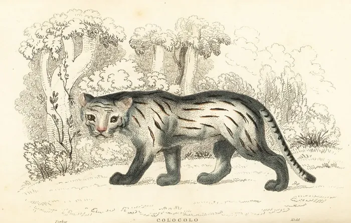 Framed Print : Pampas cat or pantanal, Leopardus colocola Framed Print : Pampas cat or pantanal, Leopardus colocola