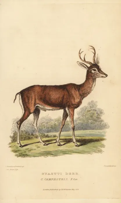 Framed Print : Pampas deer, Ozotoceros bezoarticus Framed Print : Pampas deer, Ozotoceros bezoarticus
