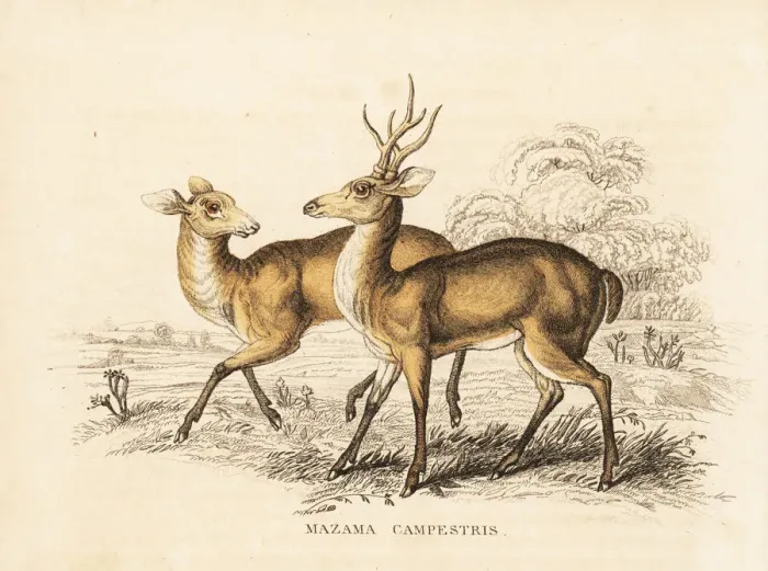 Framed Print : Pampas deer, Ozotoceros bezoarticus Framed Print : Pampas deer, Ozotoceros bezoarticus
