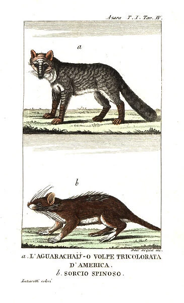 Pampas fox or aguarachay, Lycalopex gymnocercus,