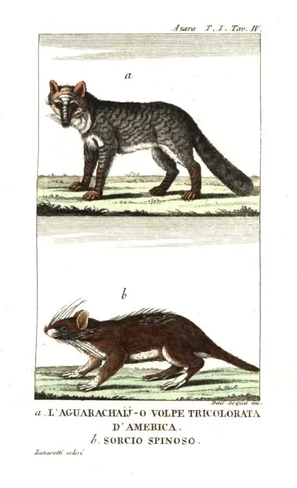Framed Print : Pampas fox