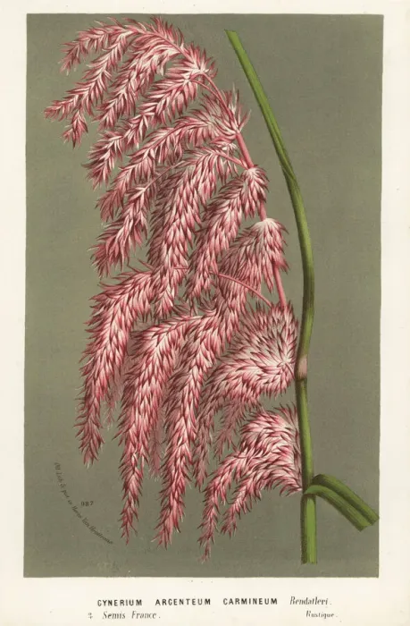 Framed Print : Pampas grass, Cortaderia selloana Framed Print : Pampas grass, Cortaderia selloana
