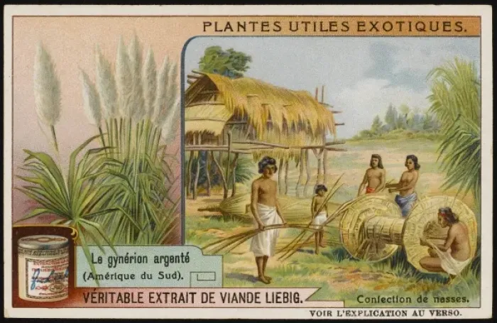 Framed Print : Pampas Grass Cultivate Framed Print : Pampas Grass Cultivate