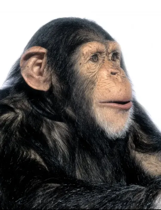 Framed Print : Pan troglodytes, chimpanzee Framed Print : Pan troglodytes, chimpanzee