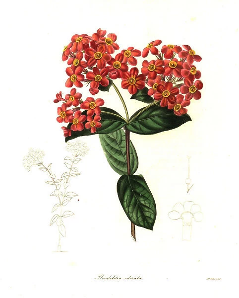 Panama-rose or sweet-scented rondeletia, Rondeletia odorata
