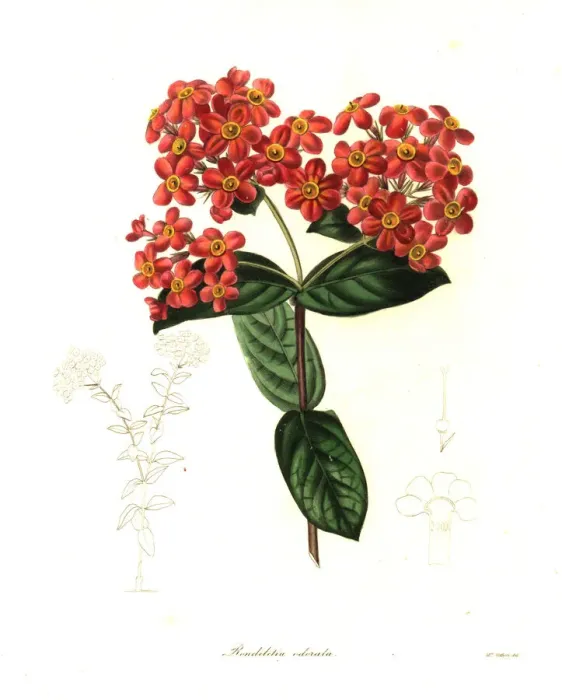 Framed Print : Panama-rose or sweet-scented rondeletia, Rondeletia odorata Framed Print : Panama-rose or sweet-scented rondeletia, Rondeletia odorata