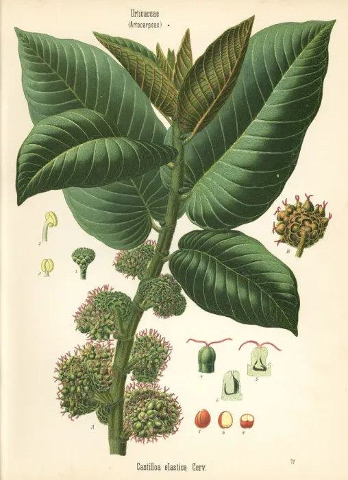 Framed Print : Panama rubber tree, Castilla elastica Framed Print : Panama rubber tree, Castilla elastica