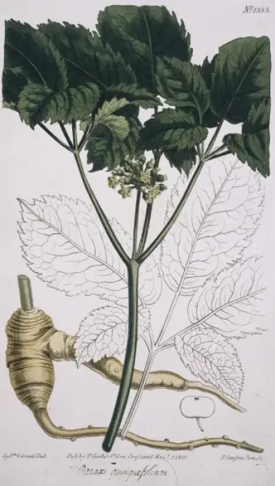 Framed Print : Panax quinquefolium, ginseng Framed Print : Panax quinquefolium, ginseng