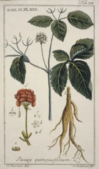 Framed Print : Panax quinquefolium, ginseng Framed Print : Panax quinquefolium, ginseng
