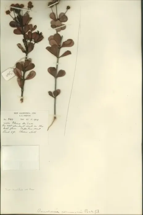 Framed Print : Pancheria communis Framed Print : Pancheria communis