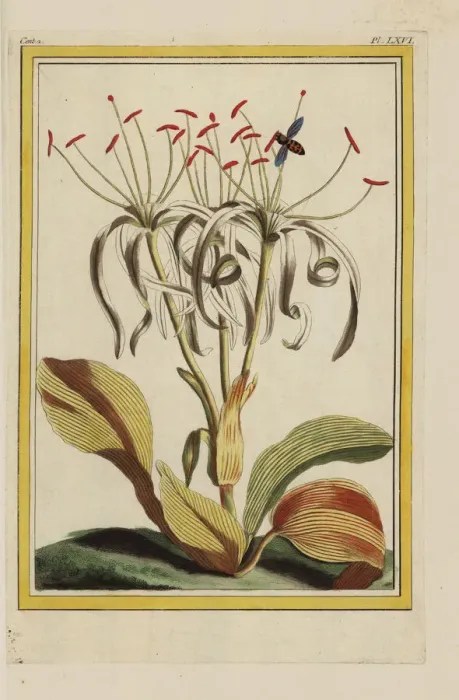Framed Print : Pancratium zeylanicum Framed Print : Pancratium zeylanicum