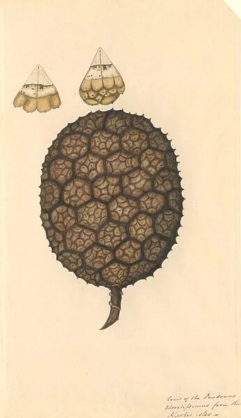 Pandanus odoratissimus, umbrella tree