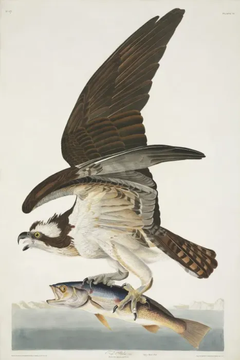 Framed Print : Pandion haliaetus, osprey Framed Print : Pandion haliaetus, osprey
