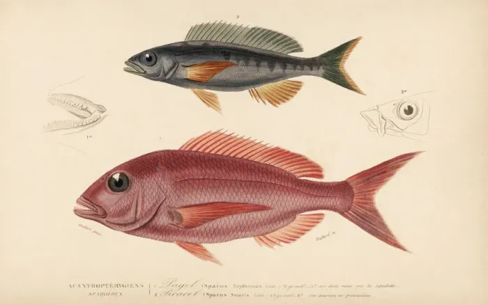 Framed Print : Pandora fish and picarel Framed Print : Pandora fish and picarel