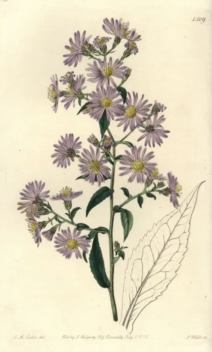 Framed Print : Panicled aster, Symphyotrichum lanceolatum Framed Print : Panicled aster, Symphyotrichum lanceolatum