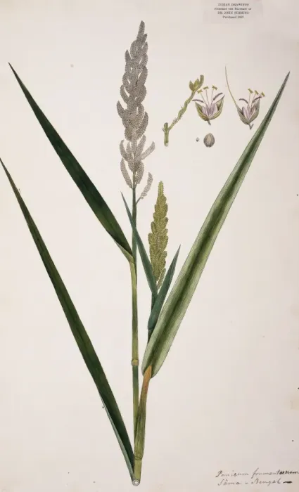 Framed Print : Panicum frumentaceum, barnyard grass Framed Print : Panicum frumentaceum, barnyard grass