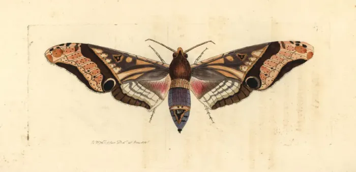 Framed Print : Panopus hawk-moth, Amplypterus panopus Framed Print : Panopus hawk-moth, Amplypterus panopus