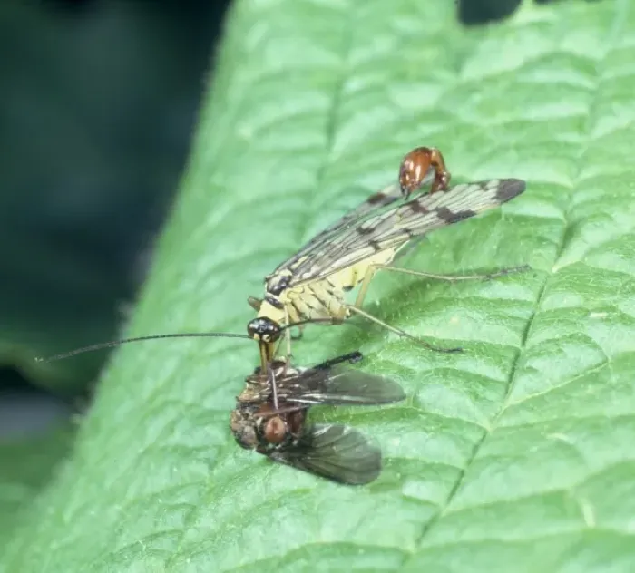 Framed Print : Panorpa communis, scorpion fly Framed Print : Panorpa communis, scorpion fly