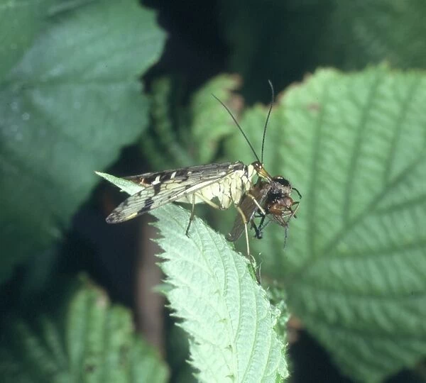 Panorpa communis, scorpion fly