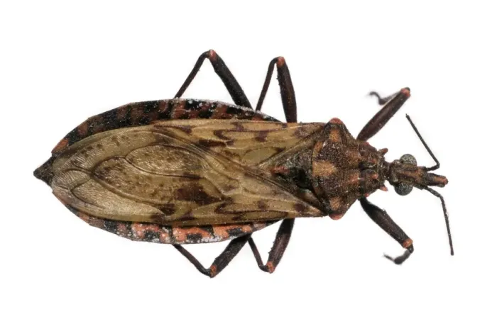 Framed Print : Panstrongylus rufotuberculatus, triatomine bug Framed Print : Panstrongylus rufotuberculatus, triatomine bug